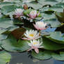 Water lily Stock 14