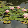 Water lily Stock 18