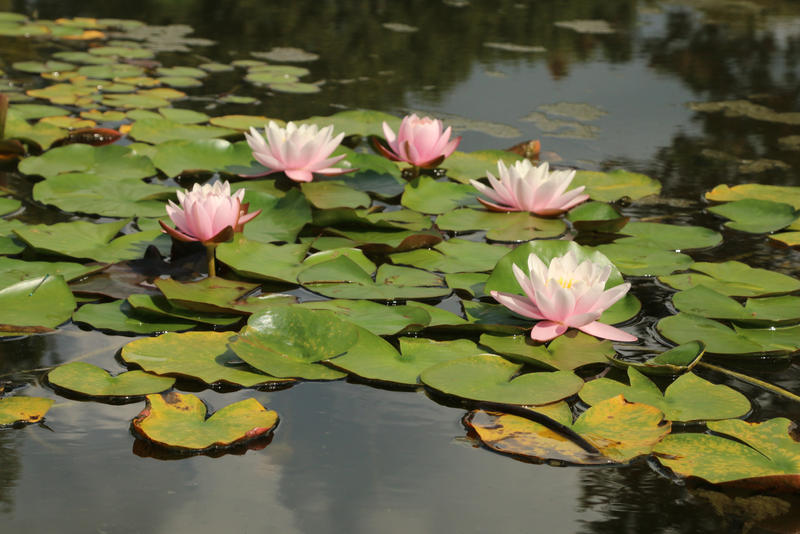 Water lily Stock 18