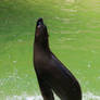 Sea lion Stock 22