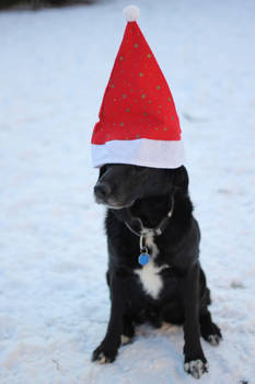 Santa Dog Stock