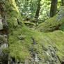 Mossy log Stock 15