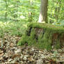 Mossy log Stock 13