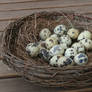 Nest Stock 02