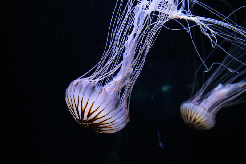 Meeresmuseum Stock 28 (private use)