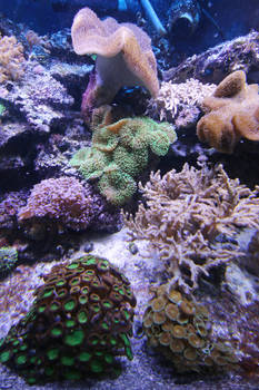 Sea life Stock 13 (private use)