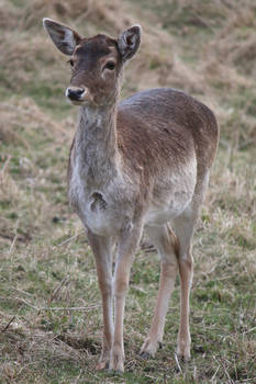 Deer Stock 06