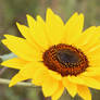 Sunflower Stock 03