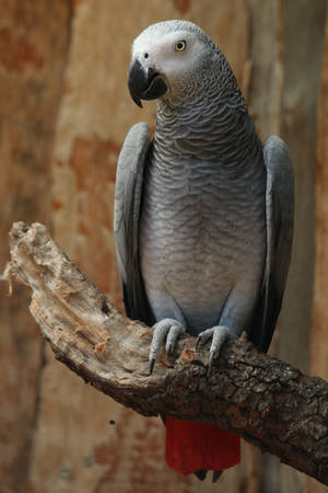 Bird Stock 120 by Malleni-Stock Bird Stock 120 by Malleni-Stock