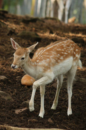 Deer Stock 37 by Malleni-Stock Deer Stock 37 by Malleni-Stock