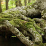 Forest Stock 111
