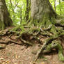 Forest Stock 101