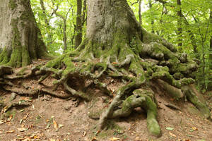 Forest Stock 101