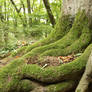Forest Stock 099
