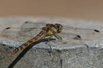 Dragonfly Stock 03 by Malleni-Stock