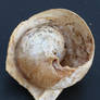 Snail shell Stock 03