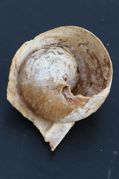 Snail shell Stock 03