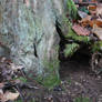 Forest Stock 121