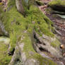 Forest Stock 134