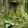 Forest Stock 154