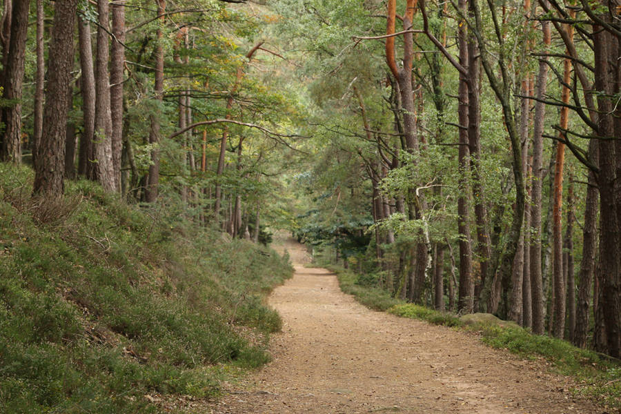 Forest Stock 163 by Malleni-Stock