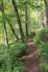 Forest Stock 145 by Malleni-Stock Forest Stock 145 by Malleni-Stock