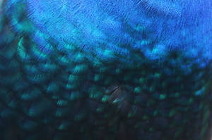 Texture 237 by Malleni-Stock Texture 237 by Malleni-Stock
