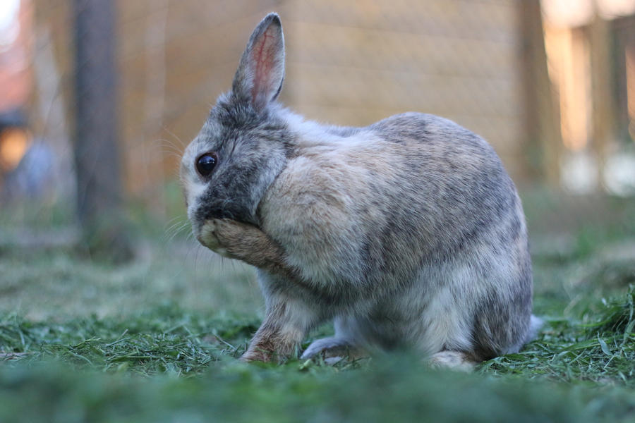 Rabbit Stock 05 by Malleni-Stock Rabbit Stock 05 by Malleni-Stock