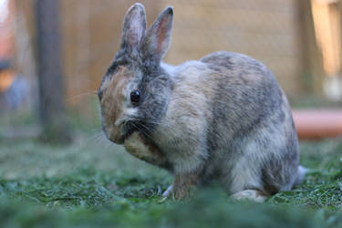 Rabbit Stock 08 by Malleni-Stock