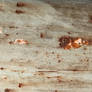 Texture 253