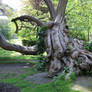 Jardin du Luxembourg Stock 11