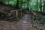 Palatinate Forest Stock 30