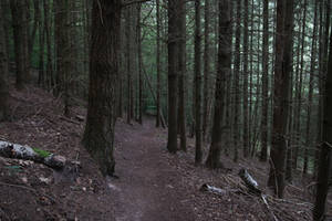 Palatinate Forest Stock 34
