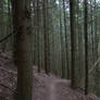 Palatinate Forest Stock 33