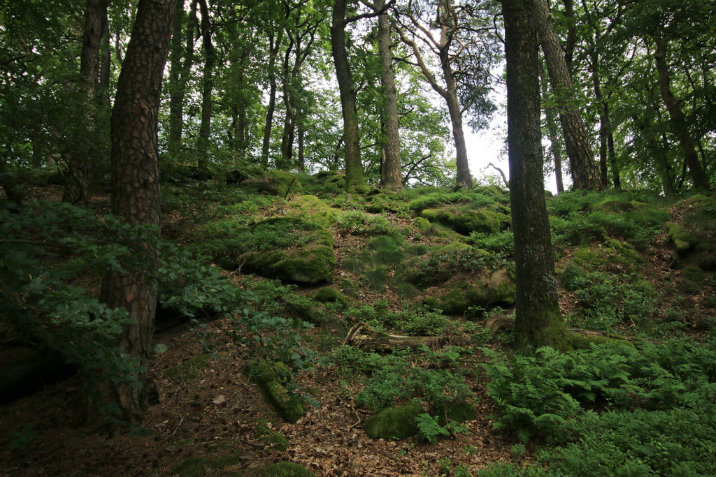 Palatinate Forest Stock 18 by Malleni-Stock