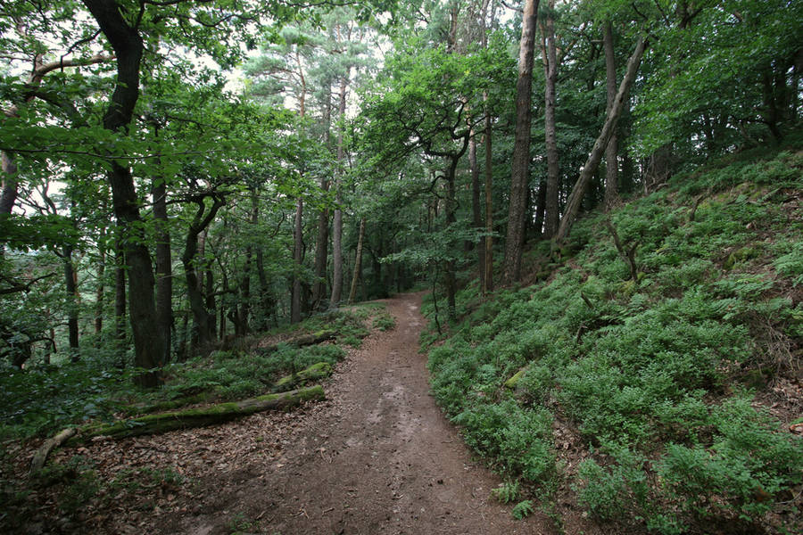 Palatinate Forest Stock 19 by Malleni-Stock