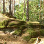 Palatinate Forest Stock 56