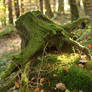 Palatinate Forest Stock 73