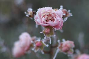 Frost Stock 06