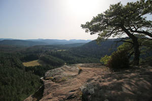 Palatinate Forest Stock 84