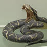 Snake Stock 07 (private use)