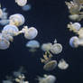 Jellyfish Stock 04