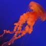 Jellyfish Stock 21