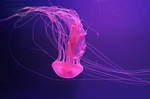 Jellyfish Stock 44