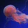 Jellyfish Stock 42