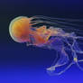 Jellyfish Stock 41