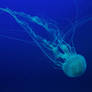 Jellyfish Stock 37