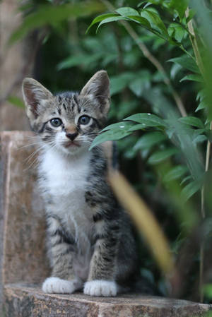Cat Stock 127 by Malleni-Stock Cat Stock 127 by Malleni-Stock