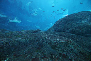 Aquarium Stock 60 (private use)