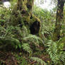 Mossy forest Stock 07